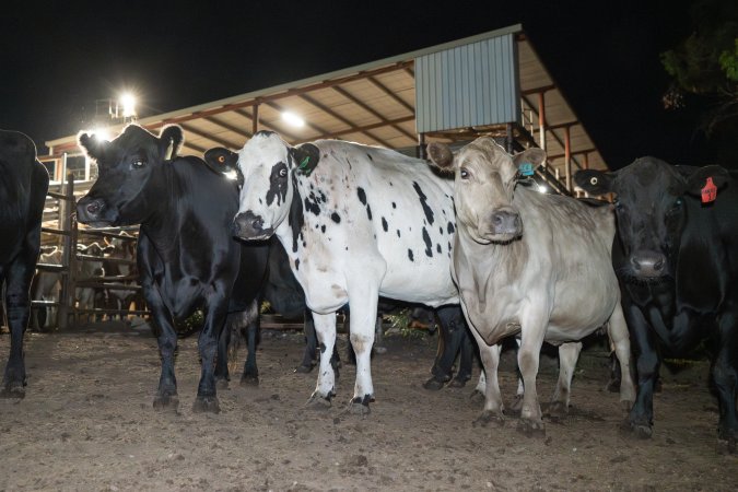 Cows in the holding pens