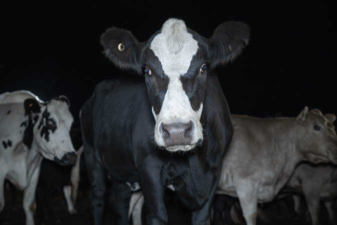 Cows in the holding pens