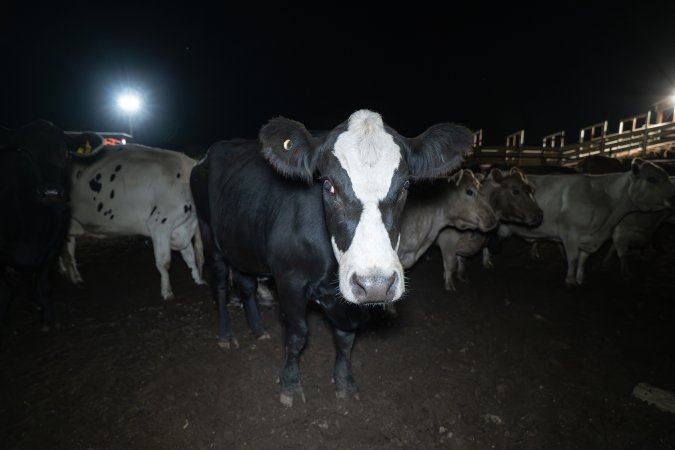 Cows in the holding pens