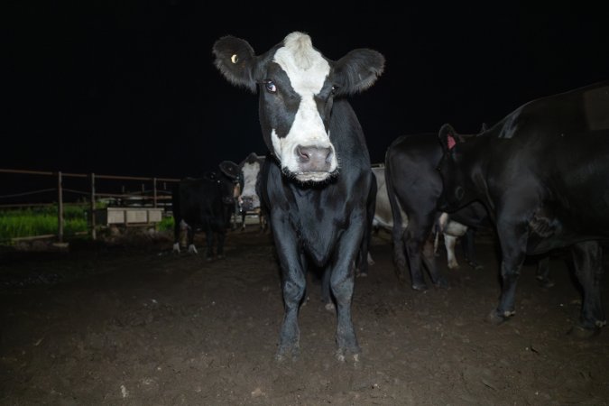 Cows in the holding pens