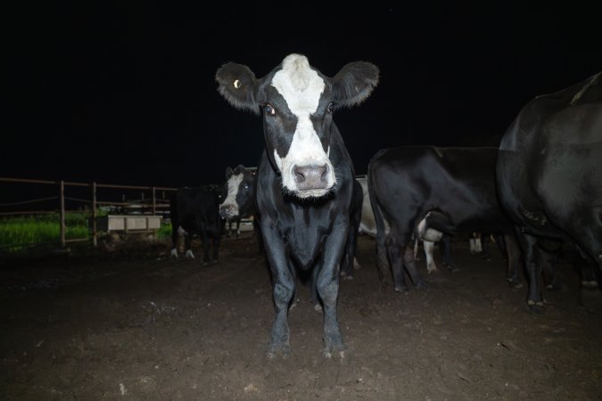 Cows in the holding pens