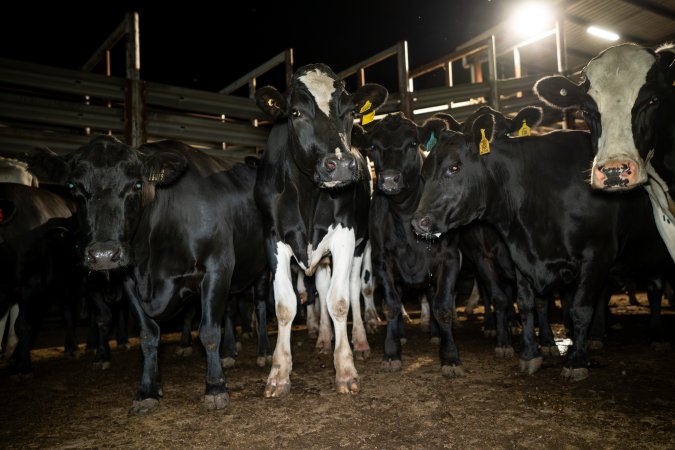 Steers in the holding pens