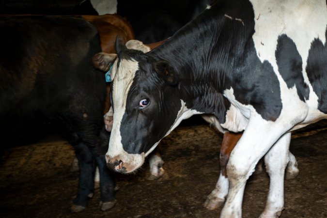 Dairy cow/steer in the holding pens