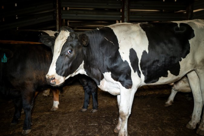 Dairy steer in the holding pens