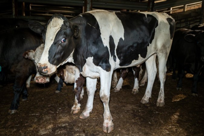 Dairy steer in the holding pens