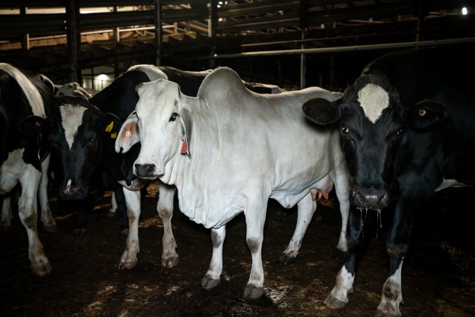 Brahman and dairy cows in the holding pens