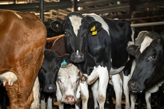 Cows in the holding pens