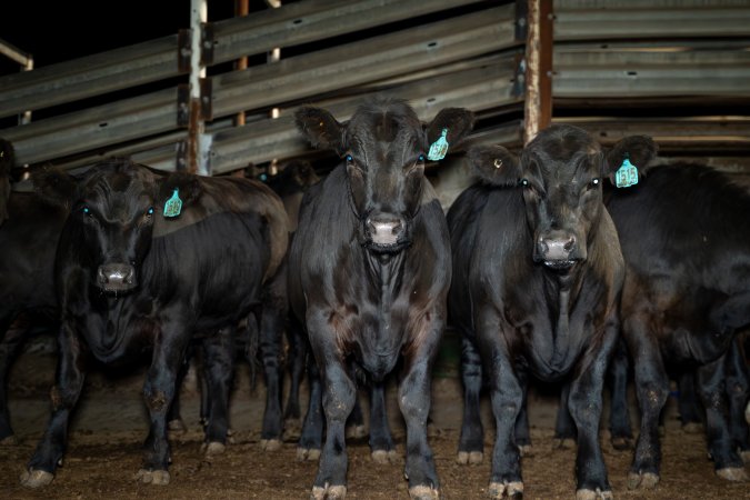 Cows/steers in the holding pens