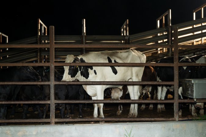 Cows/steers in the holding pens