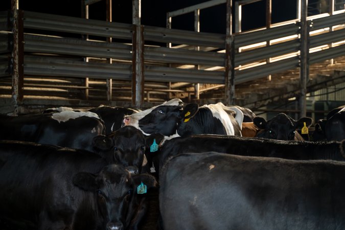 Cows/steers in the holding pens