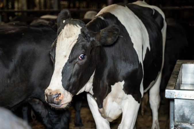 Cows/steers in the holding pens