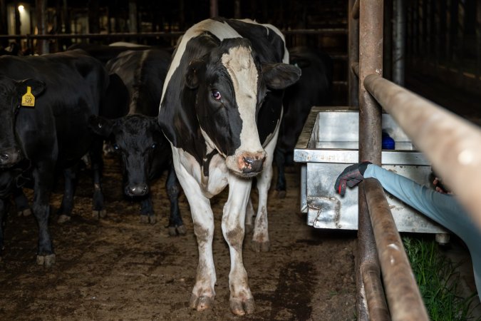 Cows/steers in the holding pens