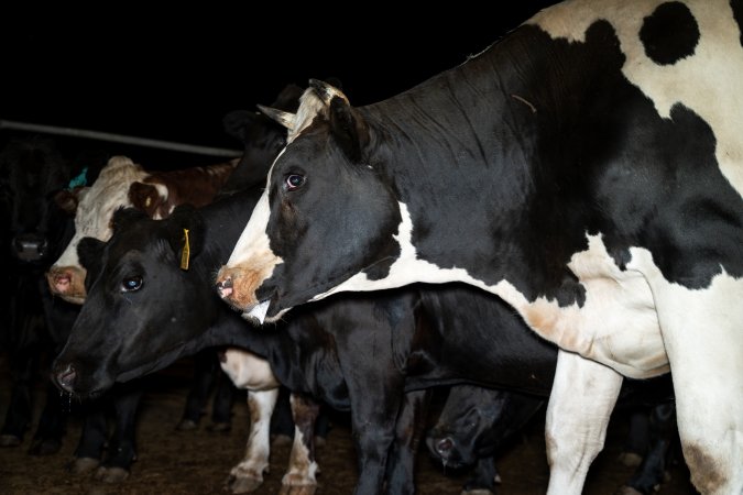 Cows/steers in the holding pens