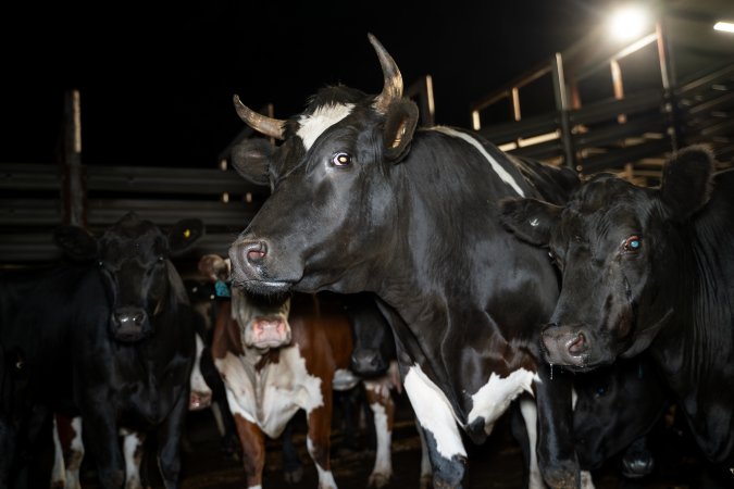 Cows/steers in the holding pens