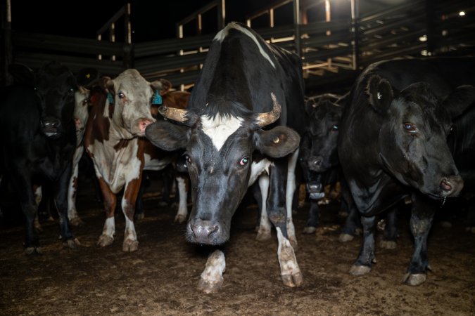 Cows/steers in the holding pens