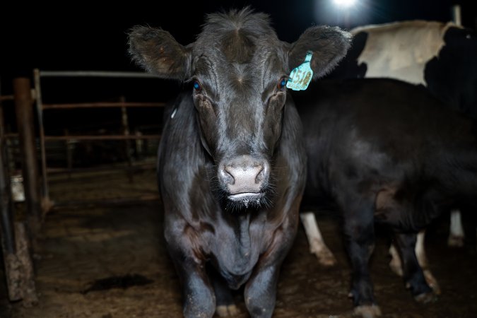 Cows/steers in the holding pens