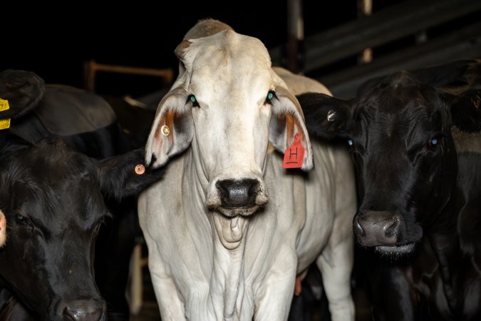 Cows/steers in the holding pens