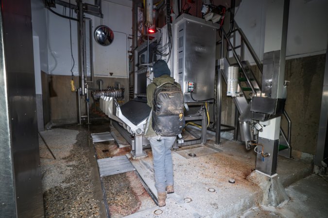 Investigator films knockbox inside cattle kill room