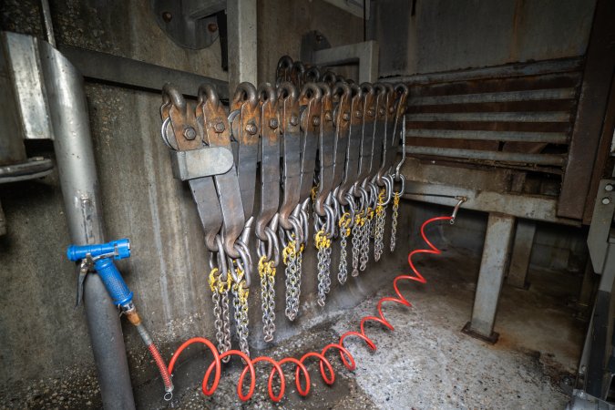 Leg chains for hoisting slaughtered cattle