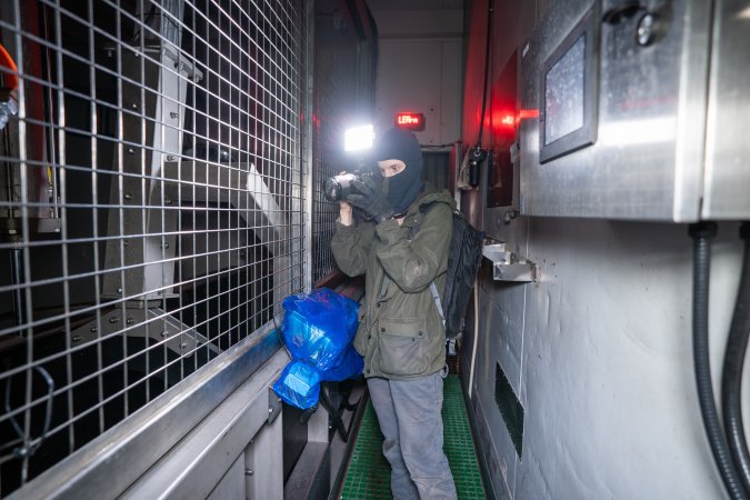 Investigator films knockbox in cattle kill room