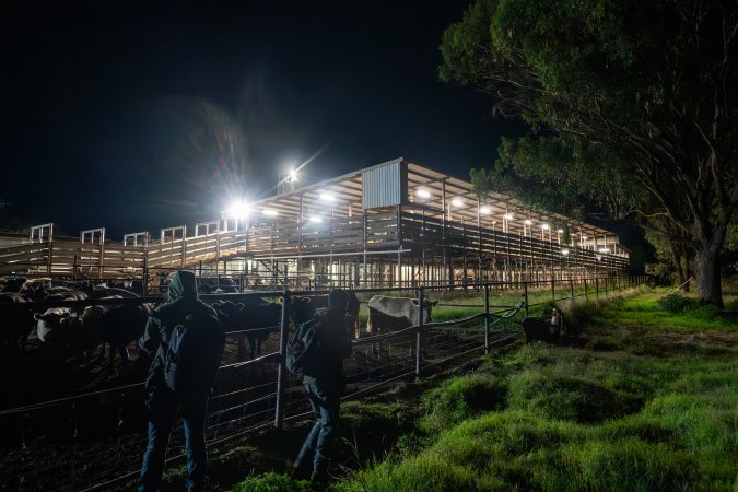 Investigators film cows in outdoor holding pens