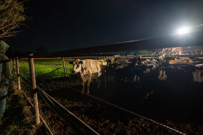 Cows in holding pens