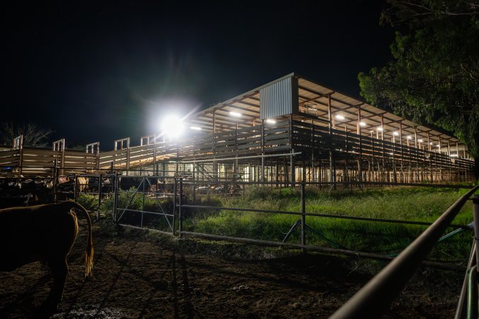 Cows in holding pens