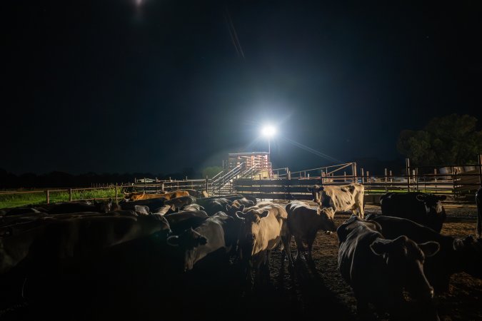 Cows in holding pens