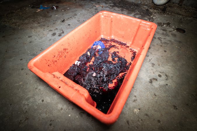 Tub with congealed blood and ear tags