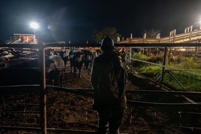 Investigator observes cows in outdoor holding pens