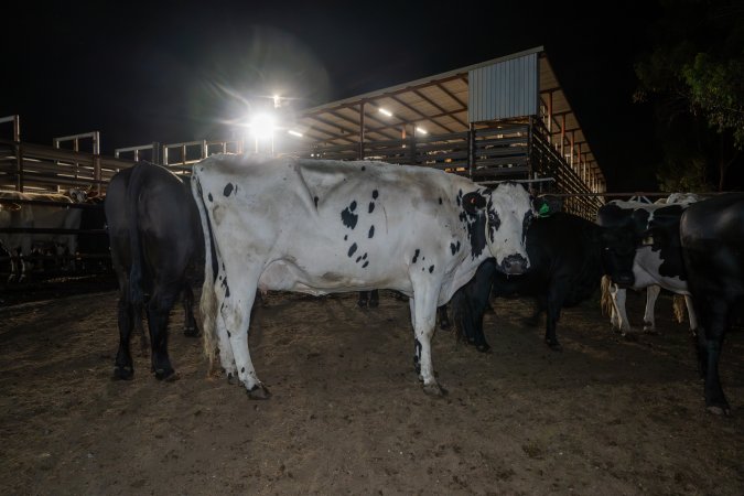 Cows in holding pens