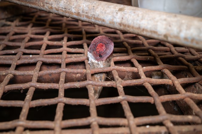 Severed cow horn in grated floor of holding pens