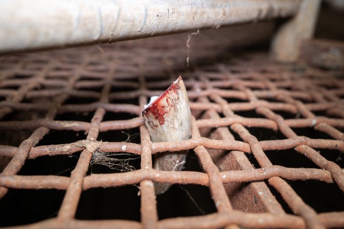 Severed cow horn in grated floor of holding pens