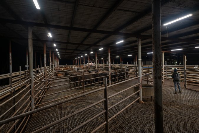 Investigator observes cows in holding pens