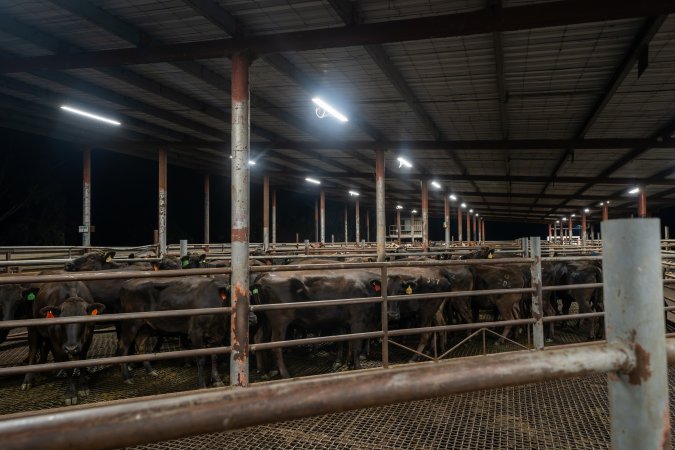 Cows in holding pens