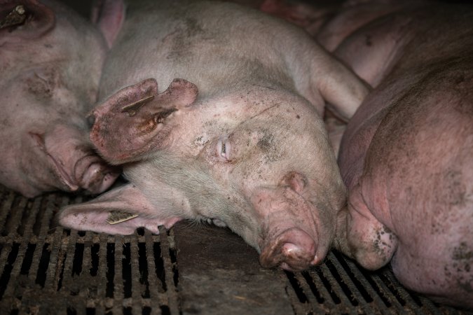 Sows in group housing