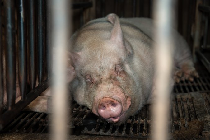 Sow in mating stall