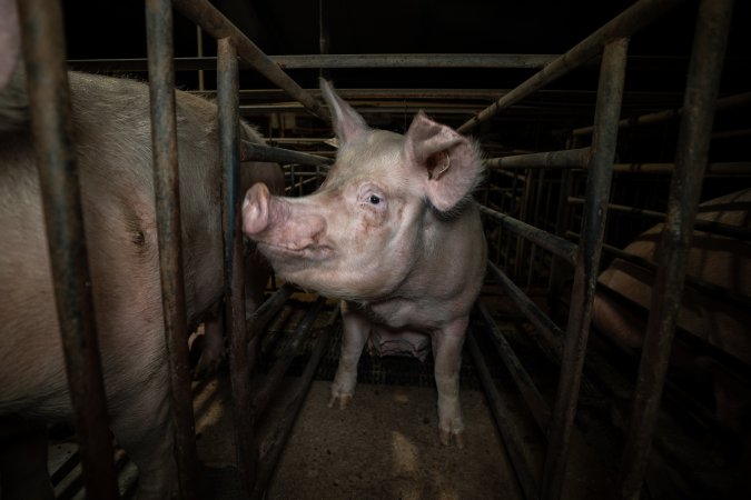 Sow in mating stall