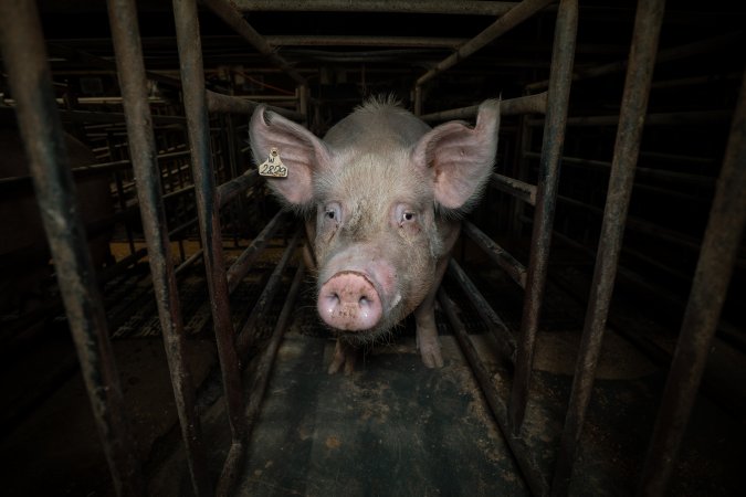 Sow in mating stall