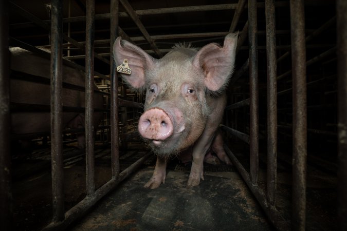 Sow in mating stall