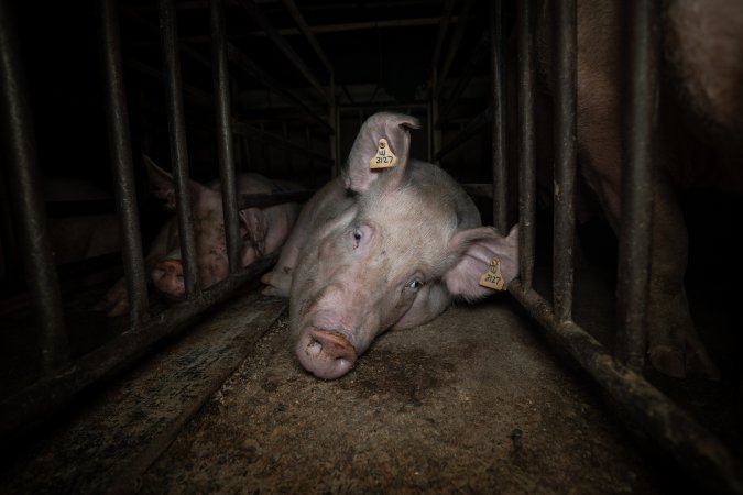 Sow in mating stall