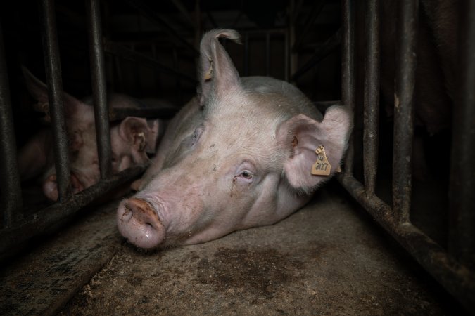 Sow in mating stall