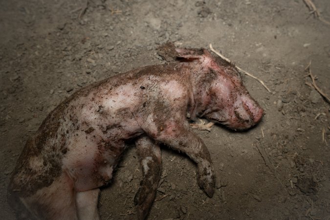 Dead piglet