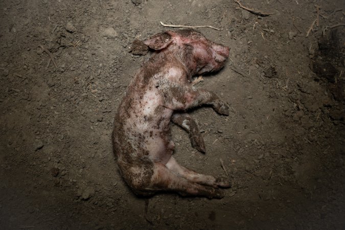 Dead piglet