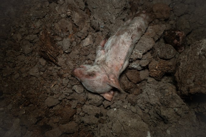 Dead piglet