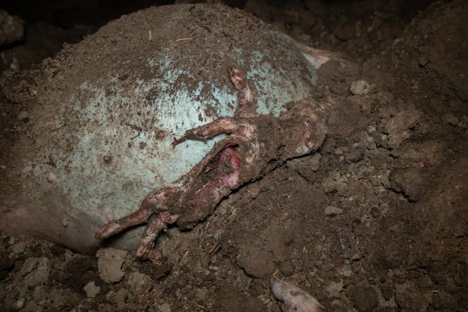 A dead piglet and pig on a dead pile