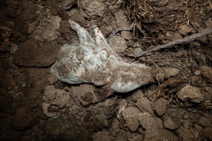 Dead piglet