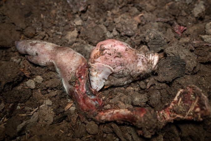 Dead piglet