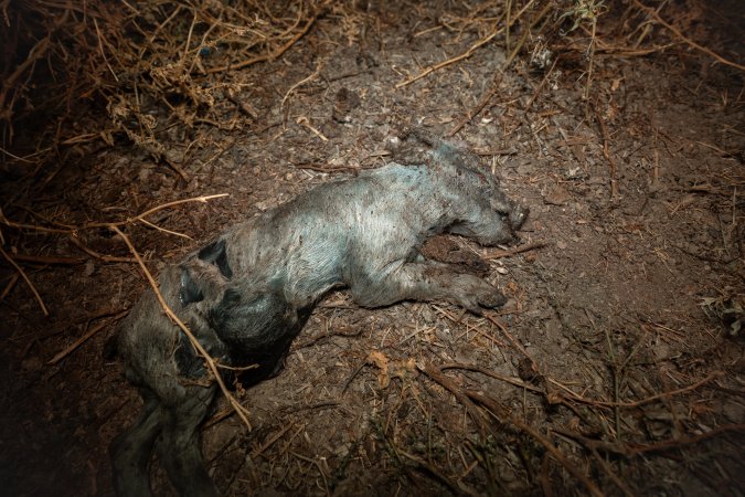 Dead piglet