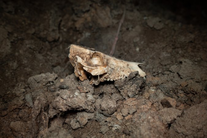 Piglet skull
